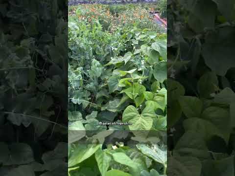 Video: Egzotiklerle Bahçıvanlık - Bahçıvanlık Nasıl Yapılır