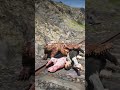 Alligator &amp; Train Attack at Same Time on Railway!  RDR2 #shorts