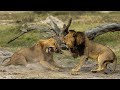 Анатомия крупнейших животных: Большие кошки / Inside Nature&#39;s Giants: Big Cats | HD |