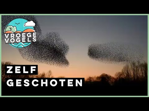 Spreeuwendans tijdens de ondergaande zon | Zelf Geschoten | Vroege Vogels
