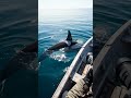Orca Surfaces Directly Beside Boat — The Feeling That It's Looking Right Back at You 😳