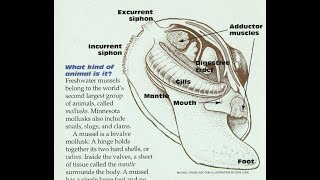 Lake County SWCD Minnesota Mussels