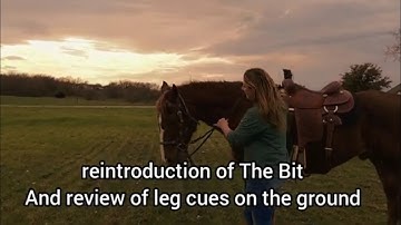 Groundwork to Review Bit pressure and leg cue commands on the ground using #button1 and #button3