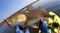 Profile Picture of Redfish Gets Sight Fished Point Blank - Caught Him Slippin' #shorts #shorton Google