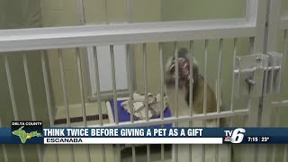 UP animal shelters advise people to think twice before getting a pet as a holiday gift