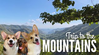 Silent Vlog: Relaxing Day Trip to the Mountains with Our Dogs - Corgis and a Dachshund