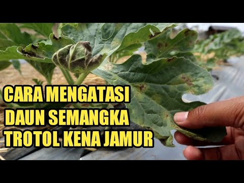 Video: Watermelon Downy Mildew: Pelajari Tentang Perawatan Downy Mildew Pada Tanaman Semangka