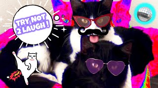 🎭Funny Cat Compilation🐱😂