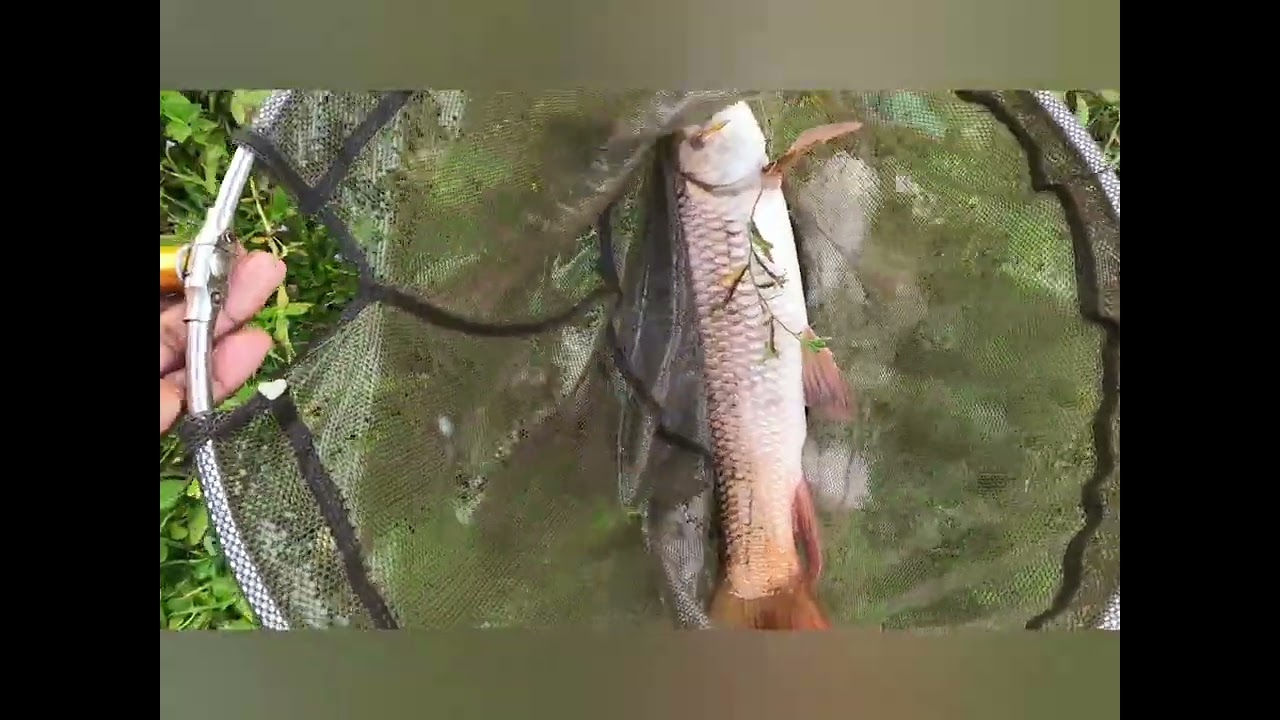 Dohkha Ba La Don Tmaiñ Ki Ong