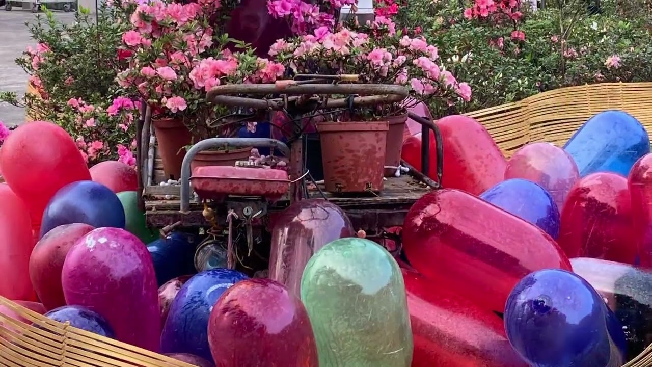 2026 萬里杜鵑～馬上出花🌹