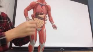 Muscle practical 1