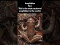 Animal #science #nature #facts - tailed frog