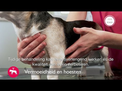 Video: Milt Tumor bij honden