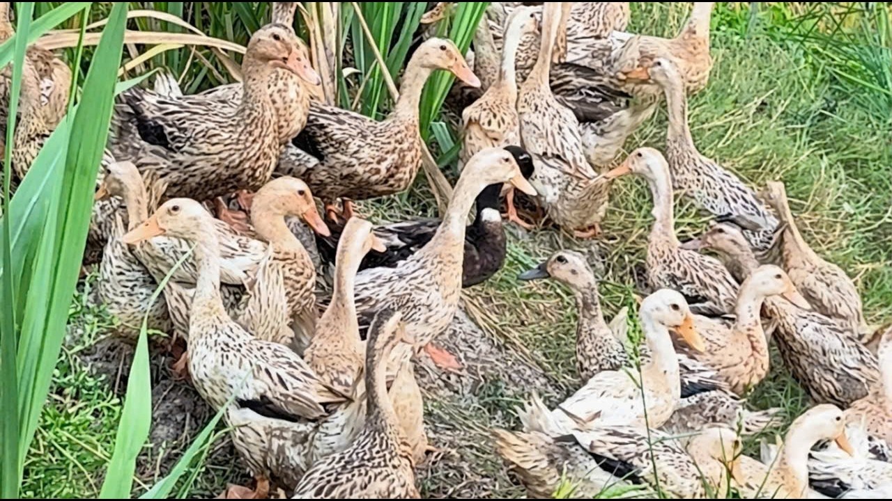 Đội quân 