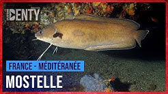 La Mostelle en Chasse sous-marine