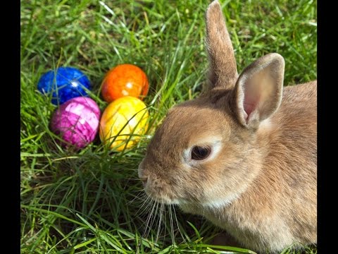 Ich WГјnsche Euch Allen Frohe Ostern Ich WГјnsche Euch Allen Frohe Ostern