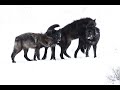 January Yellowstone Wolf Sightings