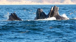 Humpback Whales lunge feeding with Sea Lions. Rare and beautiful with Moms Whale Watching