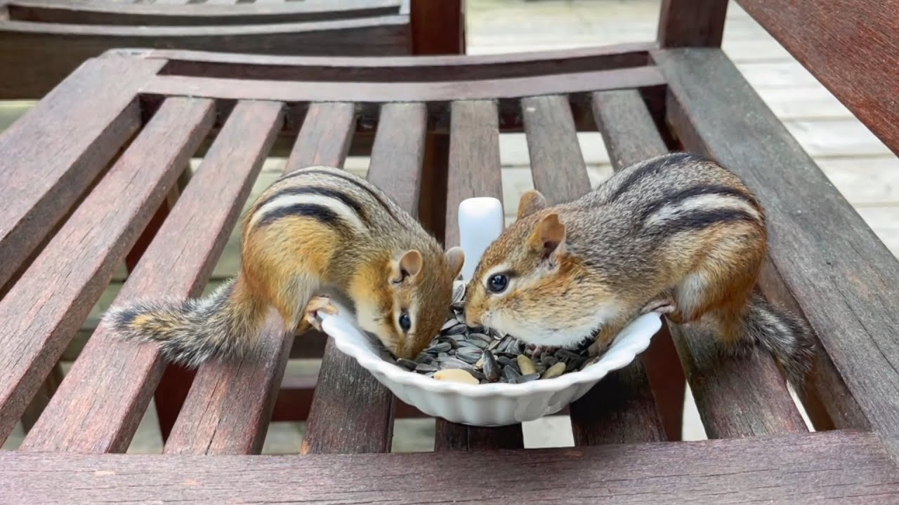 (4편 새끼를 데려온 쳐키) 야생 다람쥐 쳐키 전체 이야기