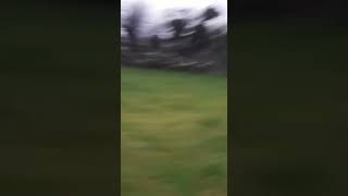 Scruffy Irish hare coursing