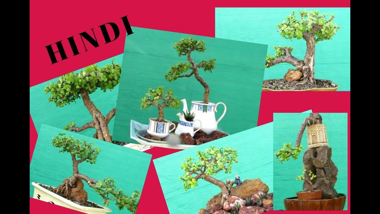 Jade Bonsai Collection/Hindi/Bonsai Hunter YouTube
