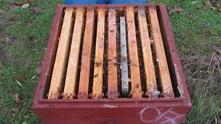 видео: Варианты объединения семей осенью. 01.11.2017 г. картинка: Варианты объединения семей осенью. 01.11.2017 г.