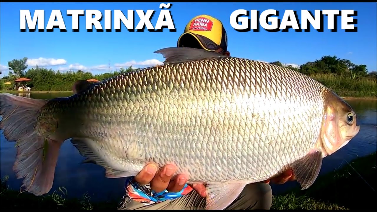 Matrixã Matrinxã Gigante no Pesqueiro Recanto da Matrinxã - YouTube