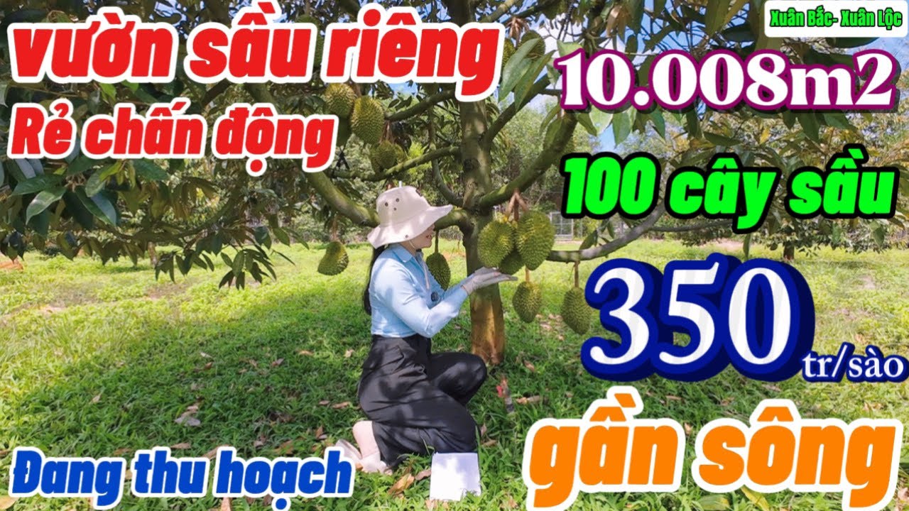 Nhà đất đồng nai,cần bán gấp vườn sầu riêng 1ha chỉ 350tr/ view suối đang cho thu quá rẻ đẹp luôn !