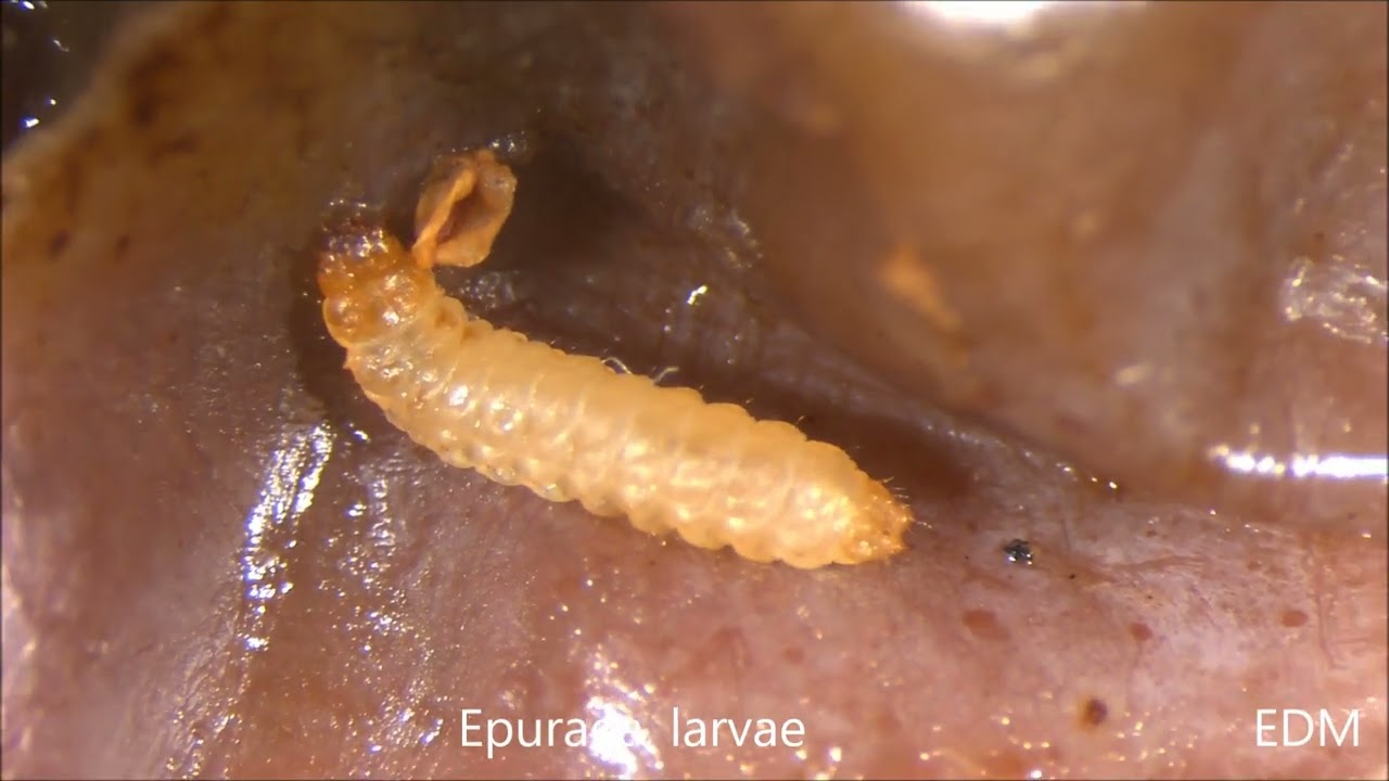 Epuraea sp, Coleoptera, Nitidulidae, grape, 2023, ED Marchesini, Agrea