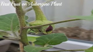 Aubergine Plant bears first fruit #aubergine #growyourownfood   🍆