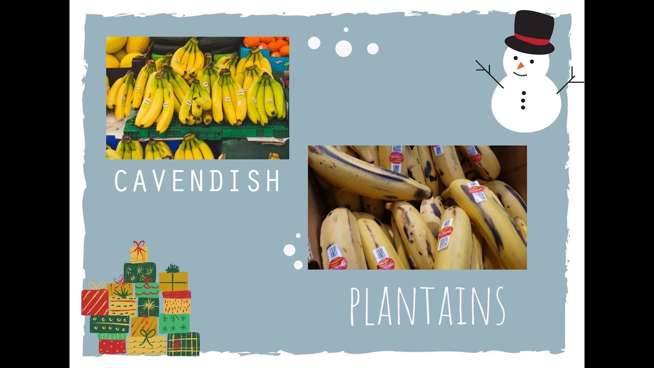 Comparing Plantains and Cavendish Bananas YouTube