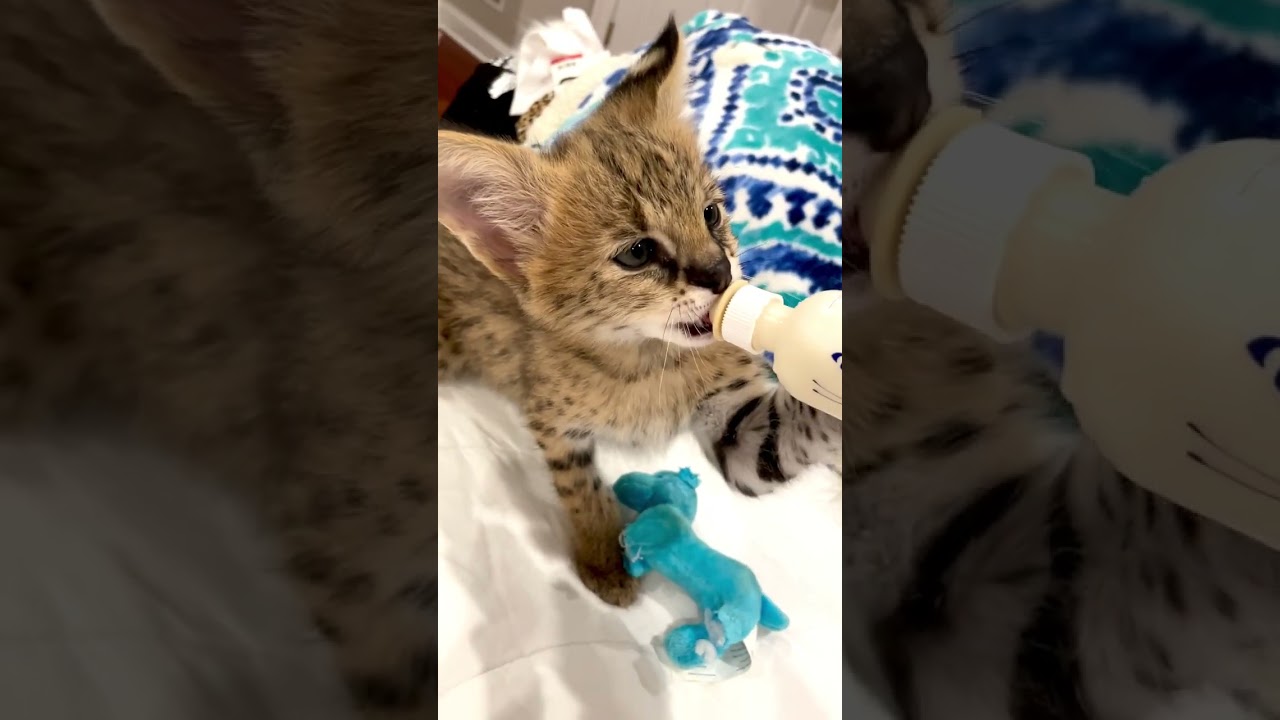 Bottle feeding a African serval kitten! 