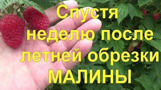 19 Результаты превзошли все ожидания! Малина после летней обрезки  дала 12 13 новых веток!