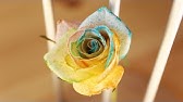 おもしろ科学実験 奇跡のレインボーローズをつくろう Let S Make Rainbow Rose Youtube
