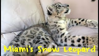 Up Close With Miamis Snow Leopard
