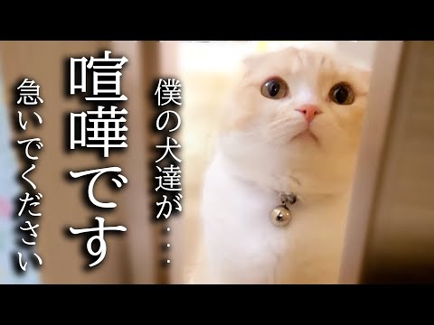 トイレから出ると猫がニャーニャー騒いでるのでついて行ってみると...
