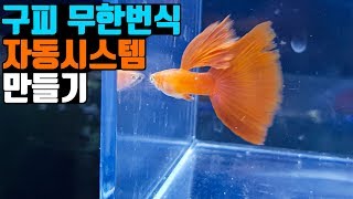 장사하면 초대박 날 수 있는 구피 무한번식 자동 시스템을 공개합니다!! [해수인TV]