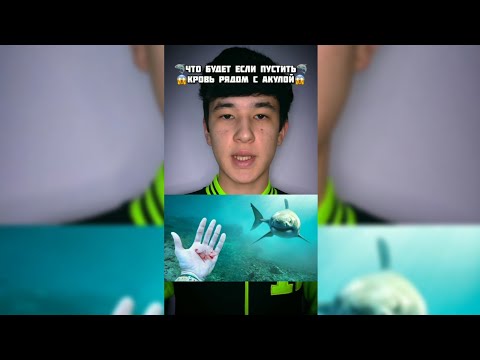 Что будет если пустить Кровь рядом с акулой?😱 #shorts