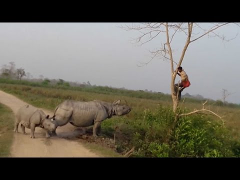 Rhino Chases Man Up A Tree