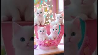 my kittiy  #mykittiy #catvideos #catlover #catmemes #kittens #trendingvideo