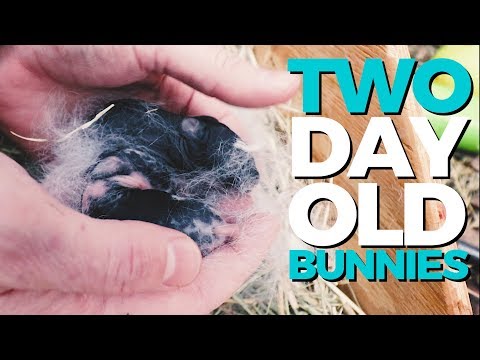 bunnies-two-days-old-|-raising-rabbits