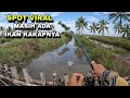 Mancing ikan kakap putih di spot viral