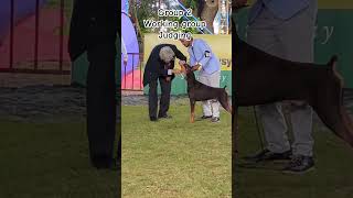 doberman judging. #dogshow #dogshow2025 #doberman #dobermanpincher #dobermanlove #dogs #dogvideos