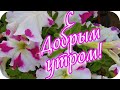 С Добрым утром! 🌸Я вам желаю чудесного, волшебного утра!🌸Good morning!🌸