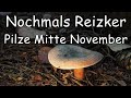 Pilze suchen Mitte November - Nochmals Reizker und Mehr
