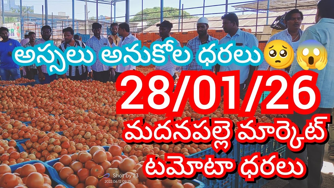 28-01-26 Madanapalle Tomato Market price Today || Today Tomato Market Rate in Madanapalle 