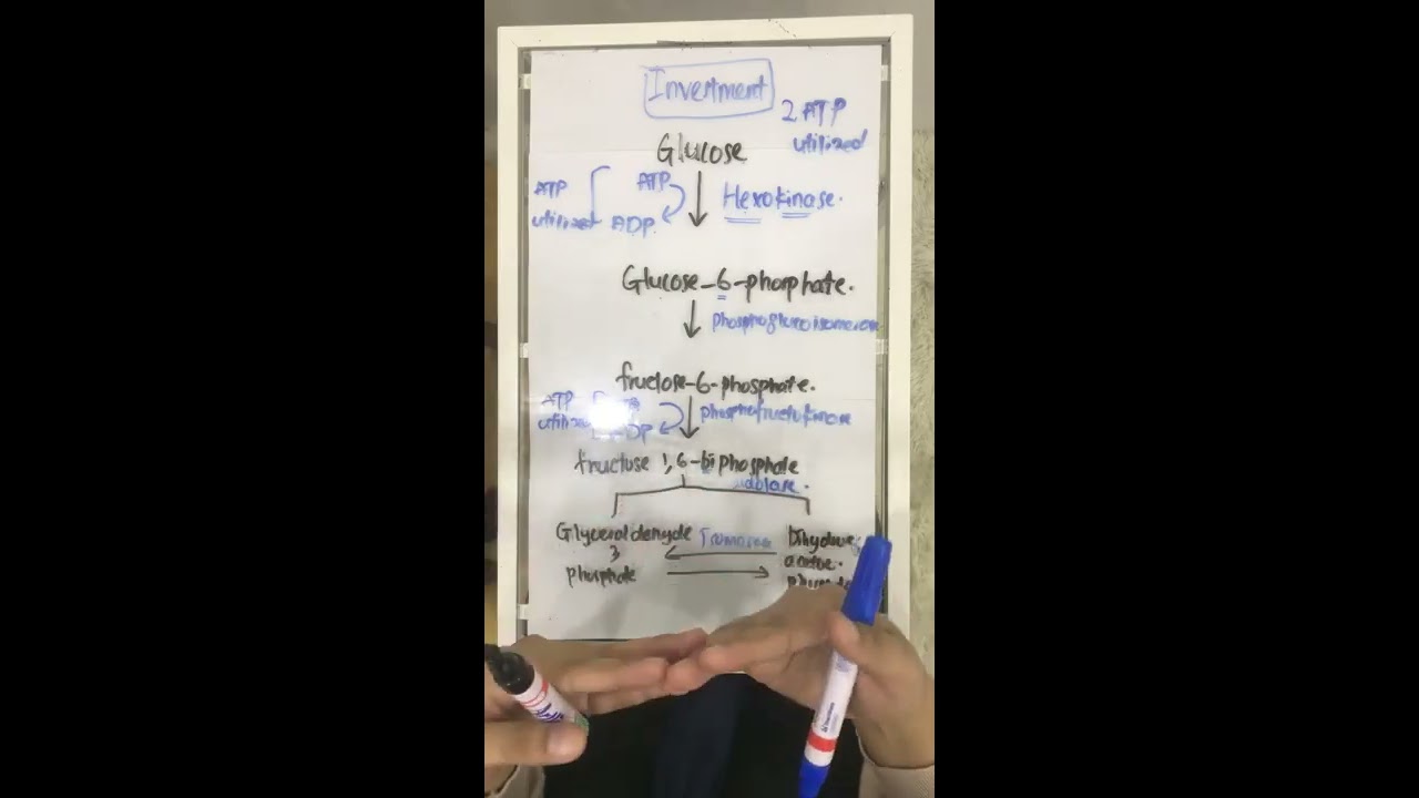 GLYCOLYSIS INVESTMENT PHASE YouTube