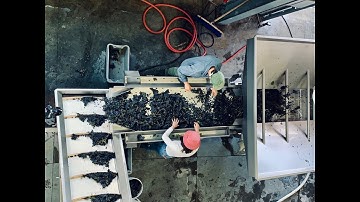 Sonoma Valley Grape Processing using Scharfenberger Sorting Line 2020