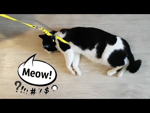 Video: Hvorfor Fortsetter Hun å Mjaue Av Meg? The Anatomy Of A Meow