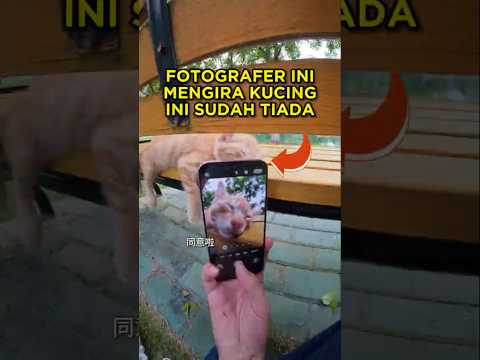 Pria Ini Mengira Si Kucing Telah Tiada 🐱